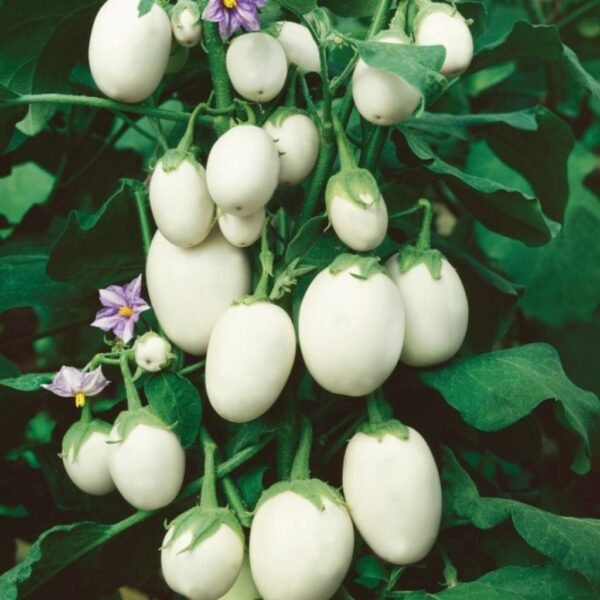 F1 Hybrid Brinjal Lovely (White)