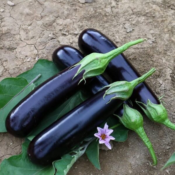 F1 Hybrid Brinjal Madhav