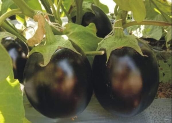 F1 Hybrid Brinjal Yodha