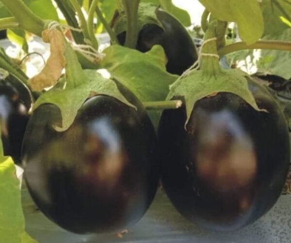 F1 Hybrid Brinjal Yodha