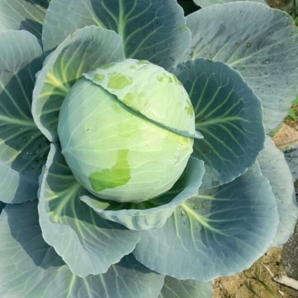 F1 Hybrid Cabbage Nilgiri