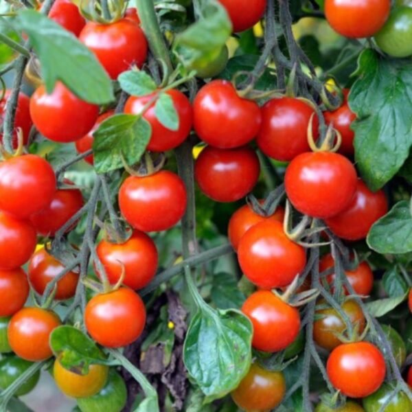 F1 Hybrid Cherry Tomato – Garden Delight