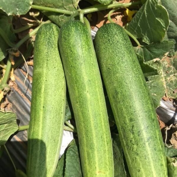 F1 Hybrid Cucumber Legend 331