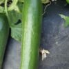F1 Hybrid Cucumber Viza