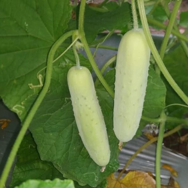 F1 Hybrid Cucumber White Wonder