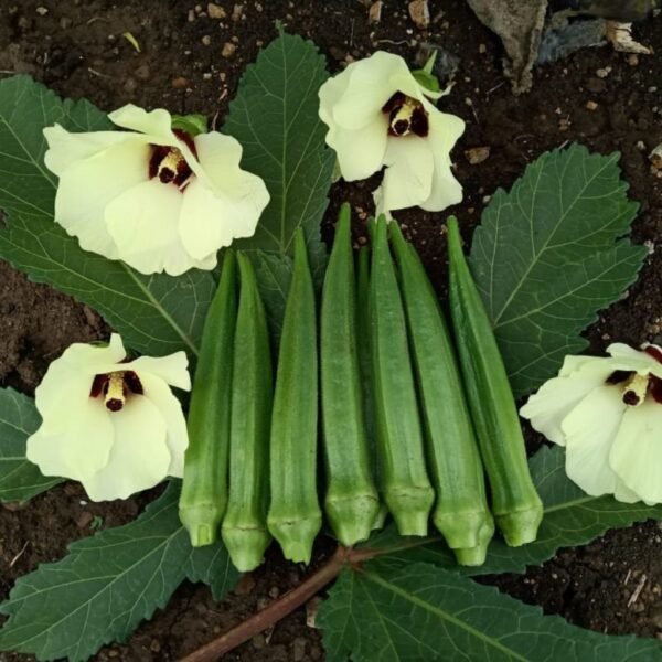 F1 Hybrid Okra – Sanjivani