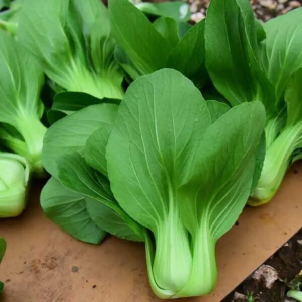 F1 Hybrid Pakchoy Khundan