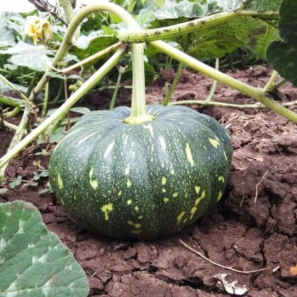 F1 Hybrid Pumpkin – Joy