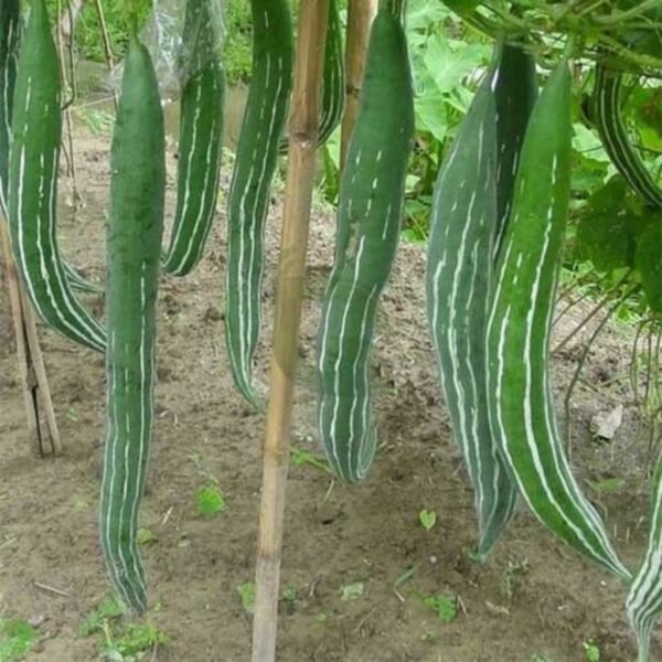 F1 Hybrid Snake Gourd 331