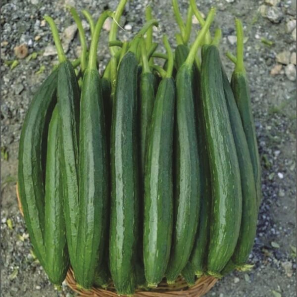 F1 Hybrid Sponge Gourd