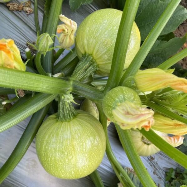 F1 Hybrid Squash – Yuball