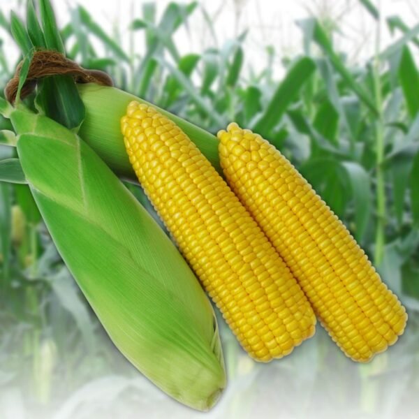 F1 Hybrid Sweet Corn – 1122