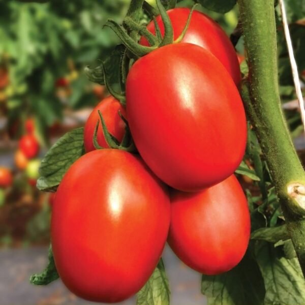 F1 Hybrid Tomato Aditya 108