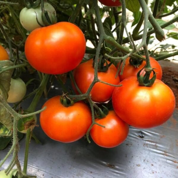 F1 Hybrid Tomato Vaibhav