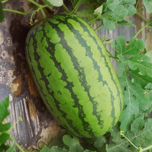 F1 Hybrid Watermelon – Madhur
