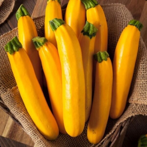F1 Hybrid Yellow Squash – Yellow Delight