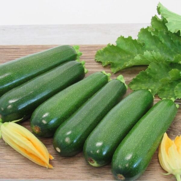 F1 Hybrid Zucchini – Uno