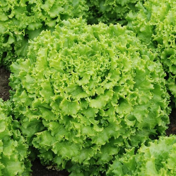 Lettuce – Grand Rapids