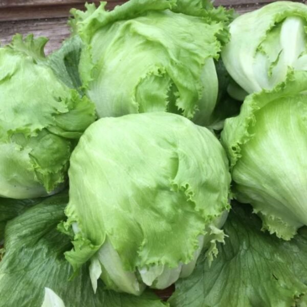 Lettuce – Iceberg