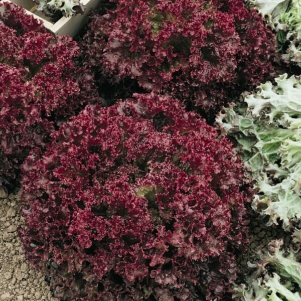 Lettuce – Lollo Rosso