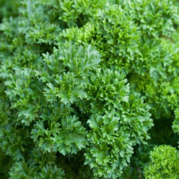 Parsley – Moss Curled