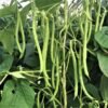 Pole Beans – Angelina