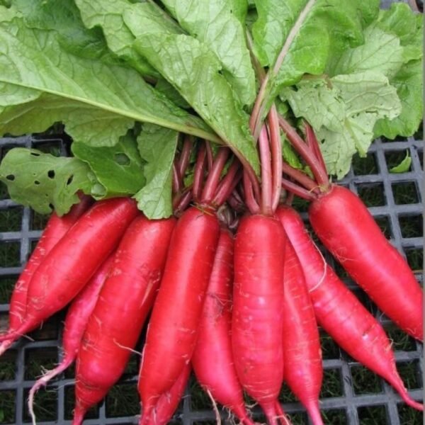 Radish – Chinese Pink