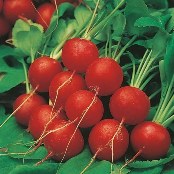 Radish – Scarlet Globe
