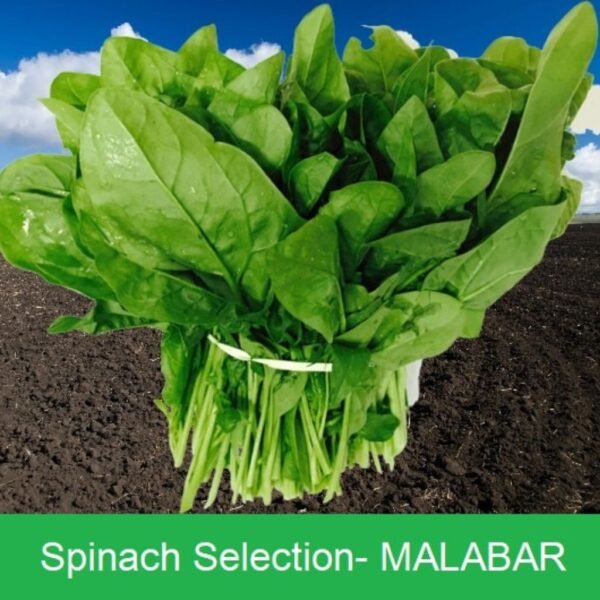 Spinach – Malabar