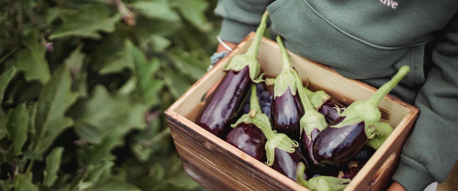 F-1 Hybrid Brinjal Navneet