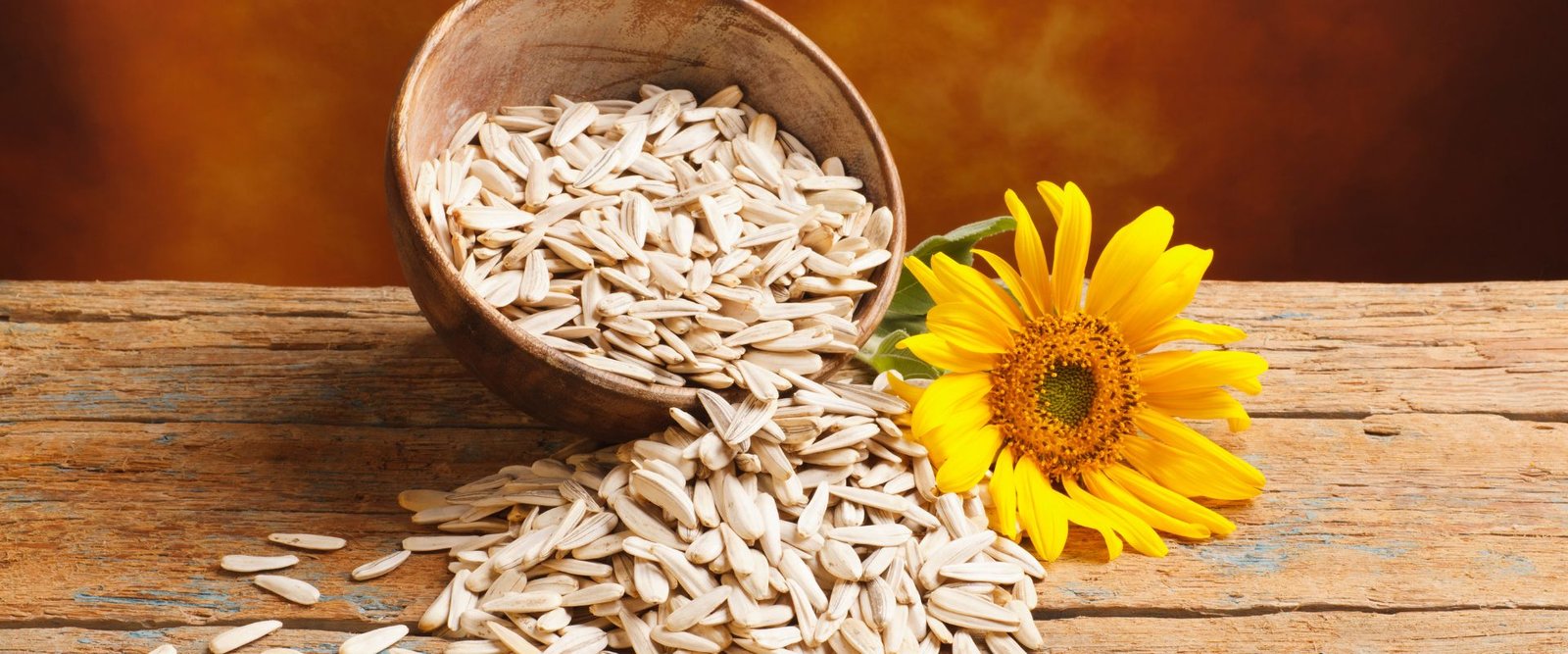 Alyssum White – Fragrant Carpet Blooms