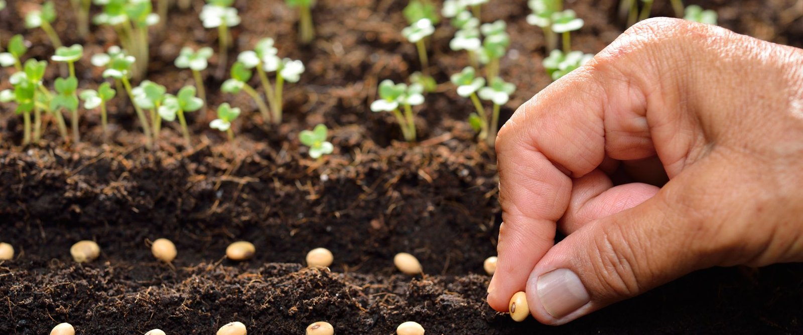 Alfalfa (Medicago sativa) – Superfood Microgreens & Sprouts