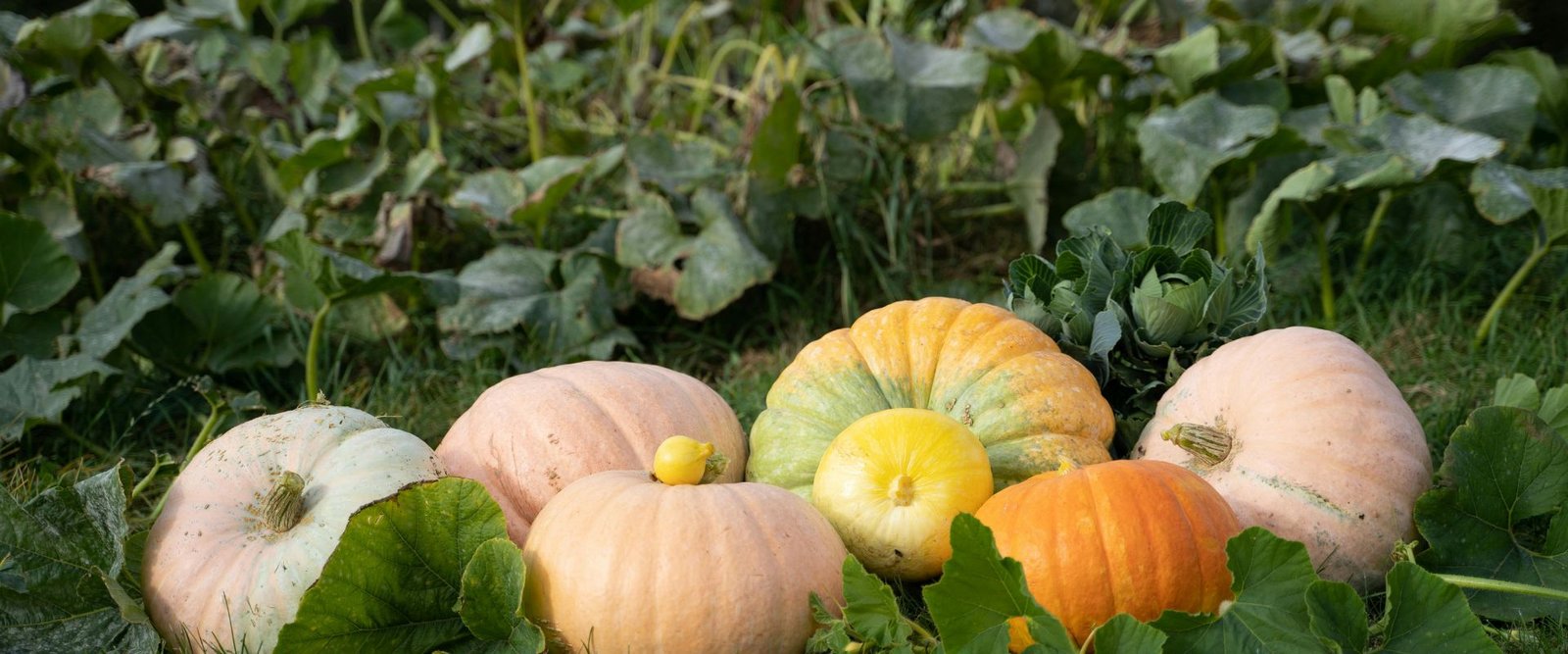 F-1 Hybrid Pumpkin – Dev