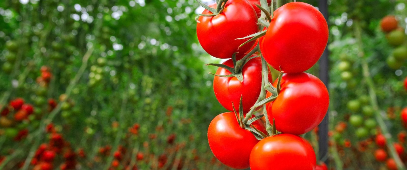 F-1 Hybrid Tomato – Jumbo 802